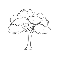BEECH TREE